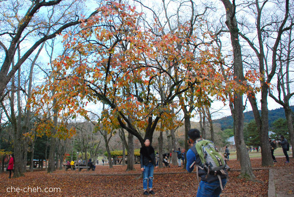 Giant Persimmon Tree @ Nara Park, Nara